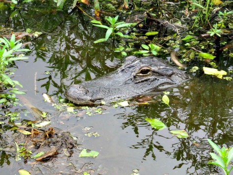 swamp croc 1