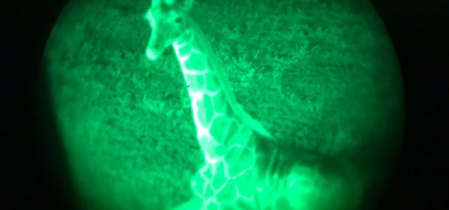 Starlight Safari at Disney’s Animal Kingdom Lodge